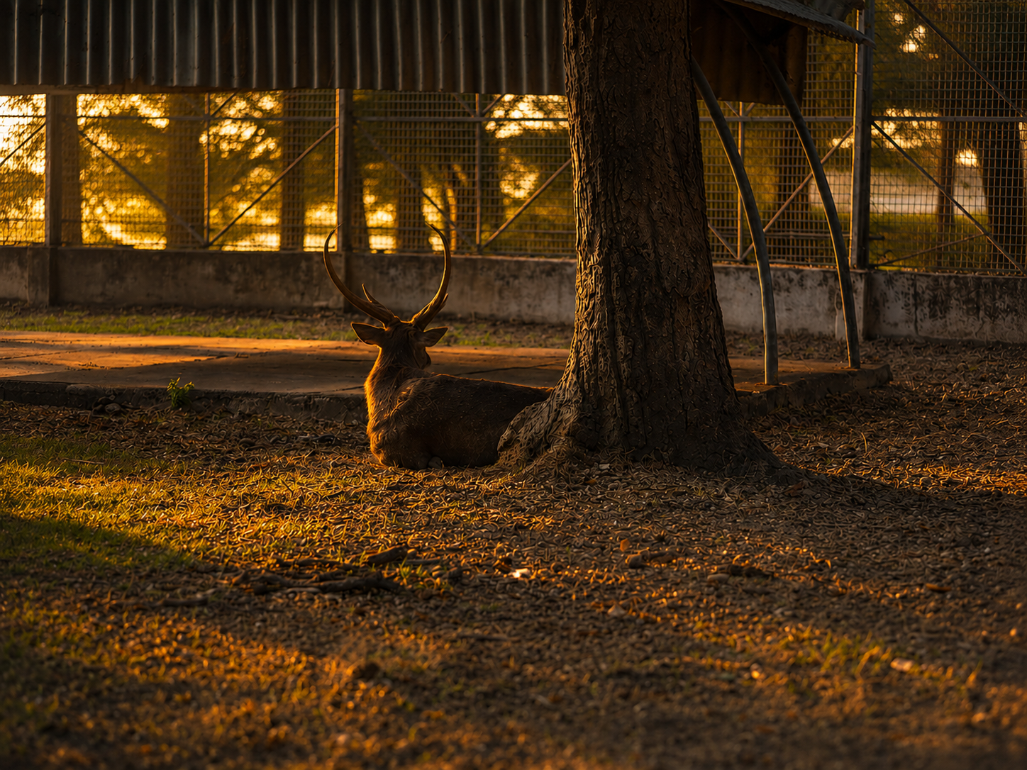 Bokaro Zoo Deer Safari Enclosure